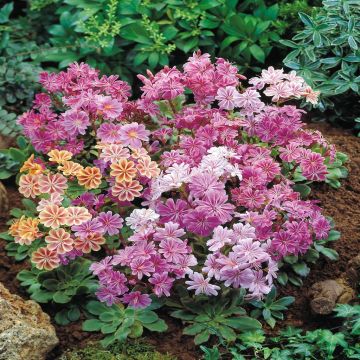 Lewisia cotyledon