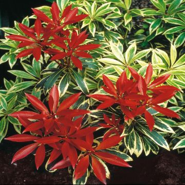 Pieris Flaming Silver