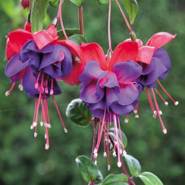 Fuchsia Maori Maid D