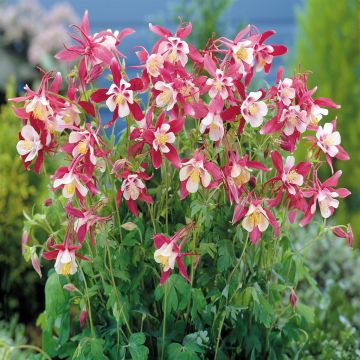 Aquilegia Hyb. Crimson Star