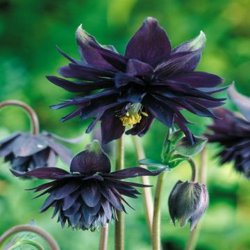 Aquilegia Vulgaris Black