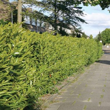 Prunus Laurocerasus A