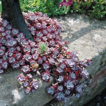 Sedum Cape Blanco