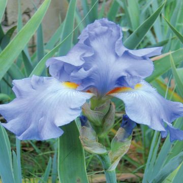 Iris barbata Heavenly Blue A Iris barbata Heavenly Blue A