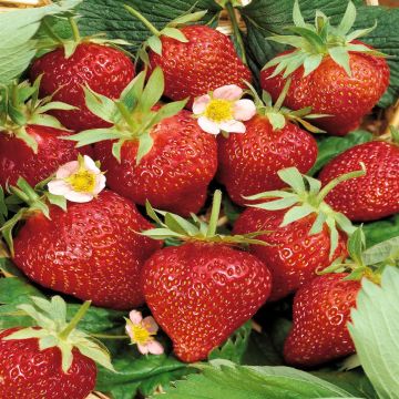 Fragaria Ostare C