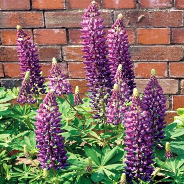 Lupines Blue
