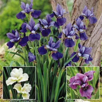 Iris Sibirica Collection