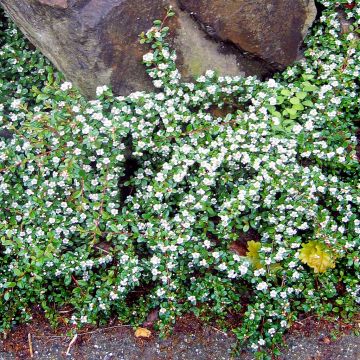 Cotoneaster x suecicus Coral Beauty