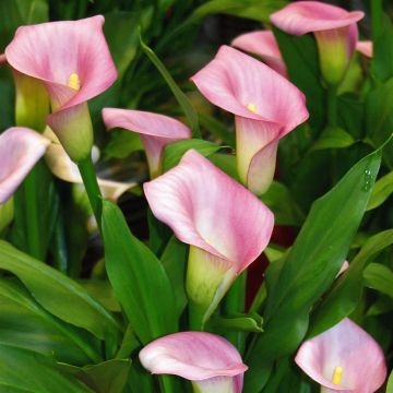 Zantedeschia Pink