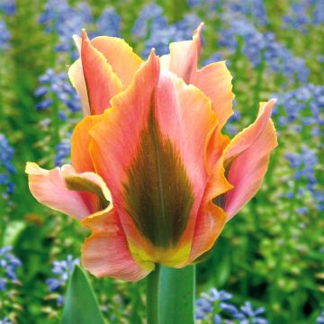 Tulip Viridiflora Artist