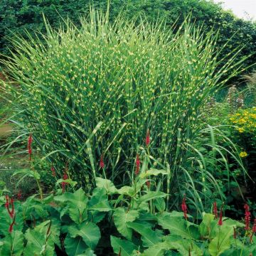 Miscanthus Zebrinus Strictu