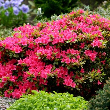 Azalea japonica