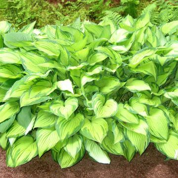 Hosta fortunei Albopicta