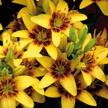 Lilium asiatic Golden Stone (Laan Flora)