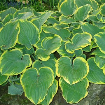 Hosta Wide Brim