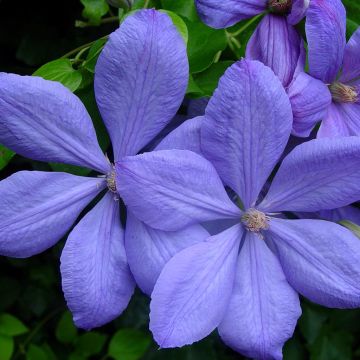 Clematis Mrs. Cholmondeley