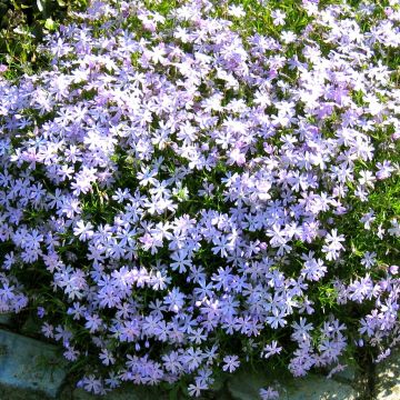 Phlox subulata Blue
