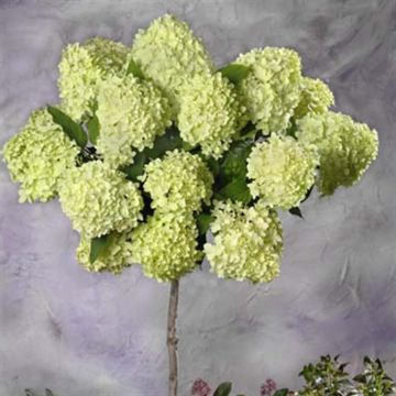 Standard Hydrangea panniculata green