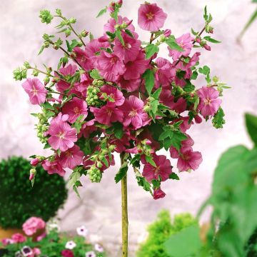 Standard Lavatera op stam