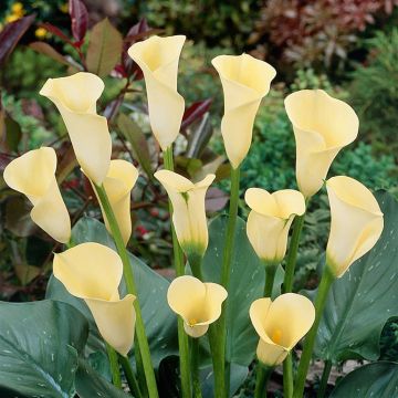 Zantedeschia Saturnus