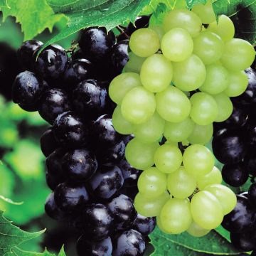 Vitus Grapevine Combo