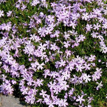 Phlox subulata Pink