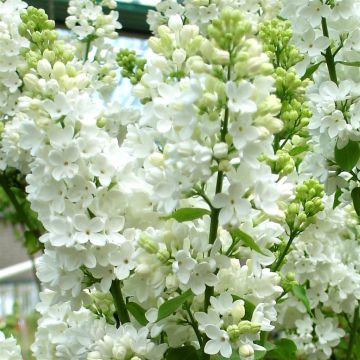 Syringa vulgaris White