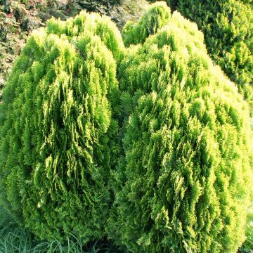 Thuja orientalis Aurea Nana 2