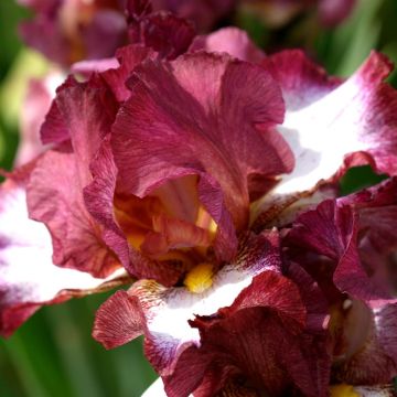 Iris barbata Crinoline