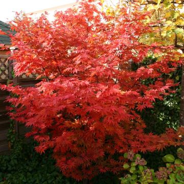 Acer Autumn