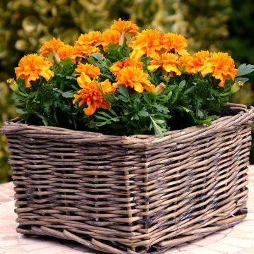 Tagetes patula nana Orange
