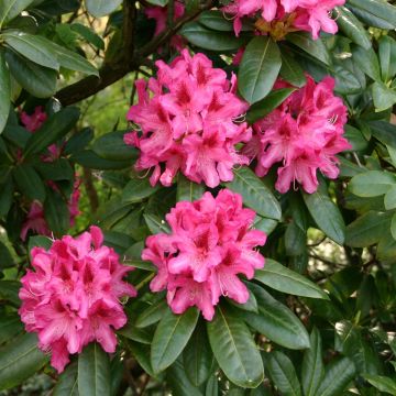 Rhododendron Anah Kruske