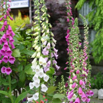 Digitalis Mix