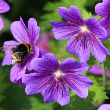 Geranium  Johnson's Blue