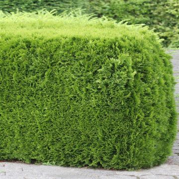 Thuja occidentalis Smaragd