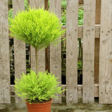 Cypresus macrocarpa Gold Rest