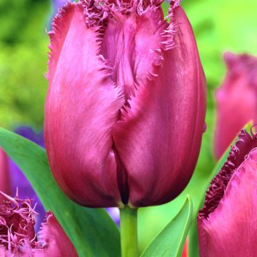 Tulip Fringed Curly Sue