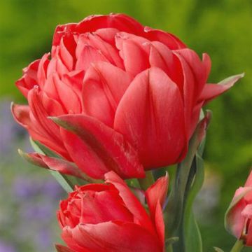 Tulip Greigii Double Toronto 1