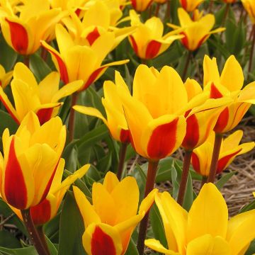 Tulip Kaufmanniana Goudstuk