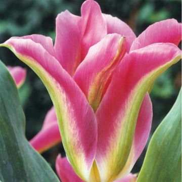 Tulip Viridiflora Virichic