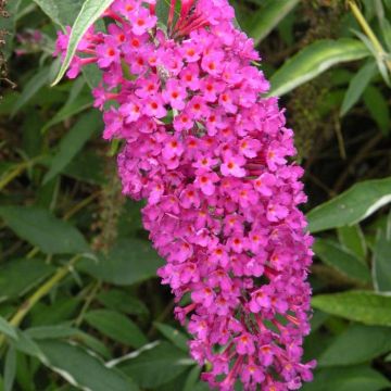 Buddleia Deep Pink