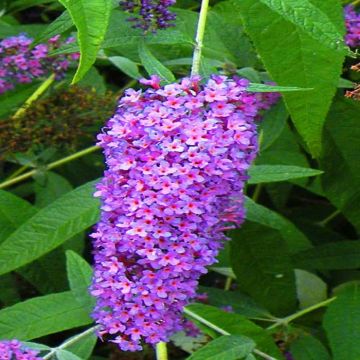 Buddleia davidii Purple