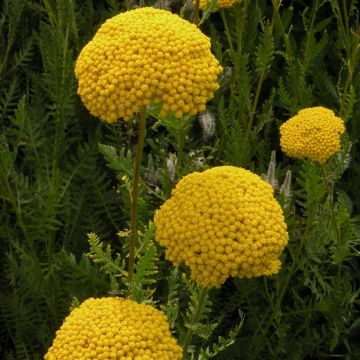 Achillea Parkers Golden