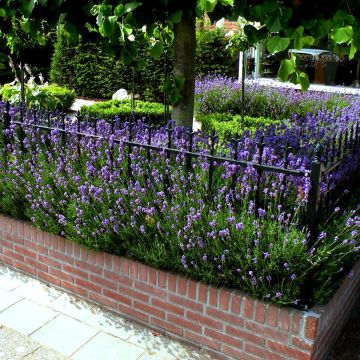 Lavender hedge