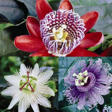 Passiflora Collections x 3