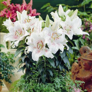 Lilium orientale Muscadet