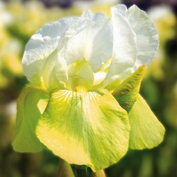 Iris barbata Tulip Festival