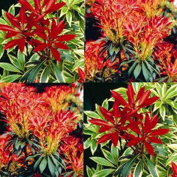 Pieris combo Flaming Silver Forest Flame