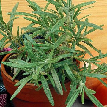 3 1185 Rosemary picture