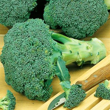 2 2235 Broccoli